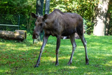 Avrupa geyiği, Alces alces, geyik olarak da bilinir. Vahşi yaşam hayvanı.