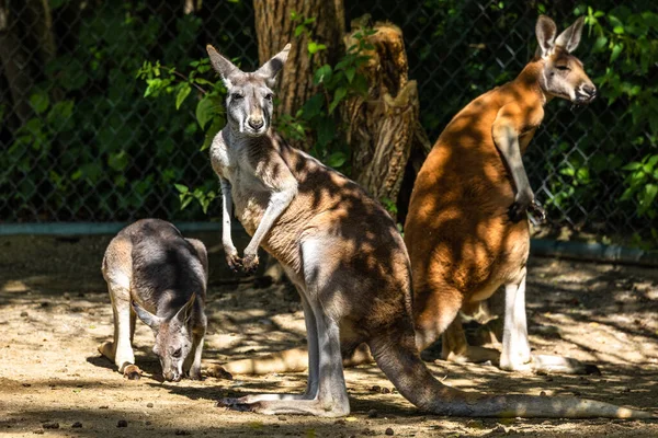 The red kangaroo, Macropus rufus is the largest of all kangaroos, the largest terrestrial mammal native to Australia, and the largest extant marsupial.