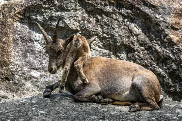 Jovem Bebê Montanha Ibex Com Sua Mãe Uma Rocha Capra — Fotografia de Stock