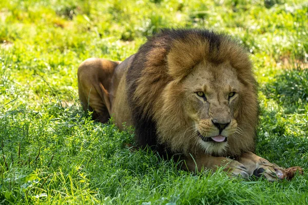 狮子Panthera Leo是黑豹属的四大猫科动物之一 也是猫科动物中的一员 — 图库照片