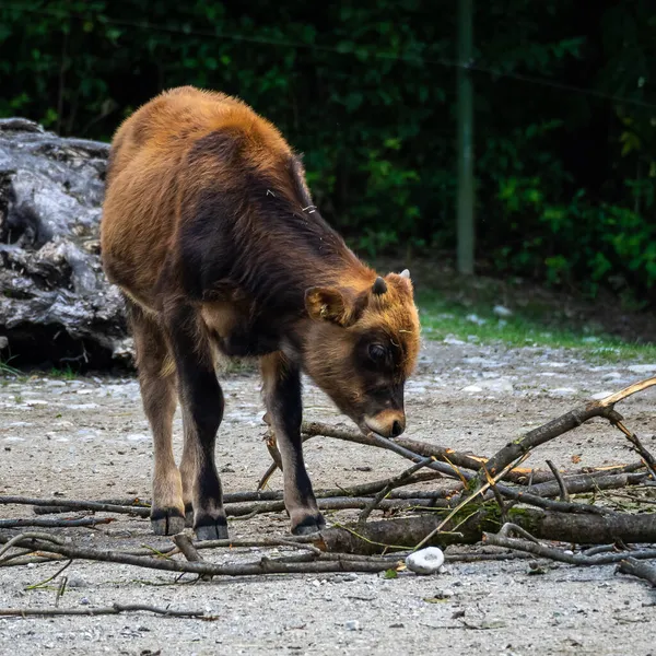 Heck Cattle Bos Primigenius Taurus Tvrdil Podobá Vyhynulým Aurochům — Stock fotografie