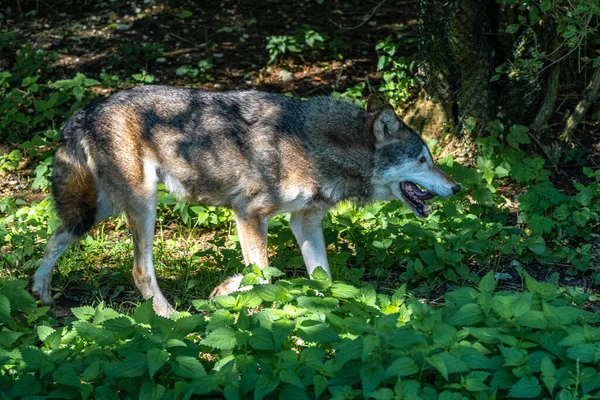 Vlk Canis Lupus Také Známý Jako Šedý Vlk Nebo Dřevěný — Stock fotografie