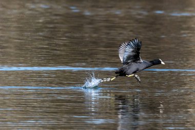 Avrasya yaban ördeği (