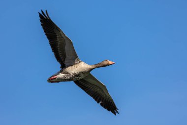 Anser anser, Anatidae familyasından Anatidae familyasından bir kaz türü. Burada havada uçuyor..