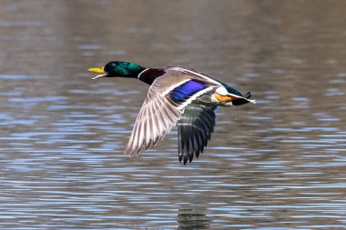 Yaban ördeği, Anas Platyrhynchos bir amatör ördektir. Burada Münih, Almanya 'da bir gölün üzerinde uçuyor..