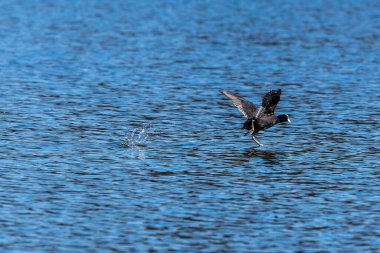 Avrasya yaban ördeği (