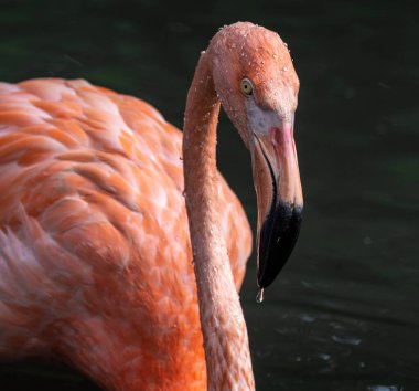 Amerikan flamingosu, Phoenicopterus ruber, flamingonun büyük bir türüdür..
