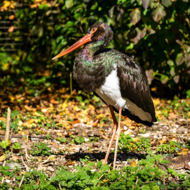 Kara leylek, Ciconia nigra leylek familyasından büyük bir kuş türü..