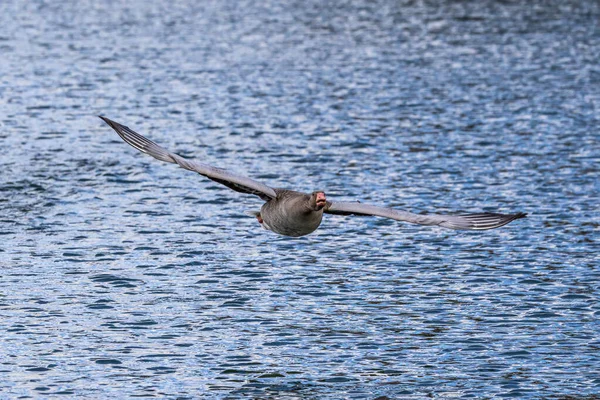 Anser Anser Anser Uma Espécie Ganso Família Anatidae Aves Aquáticas — Fotografia de Stock