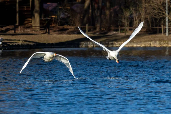 ミュート白鳥 Cygnus Color は白鳥の一種で 水鳥の家族Anatidaeのメンバーです ドイツのミュンヘンにあるイングリッシュガーデンで湖を飛んでいます — ストック写真