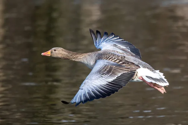 Anser Anser Anser Uma Espécie Ganso Família Anatidae Aves Aquáticas — Fotografia de Stock