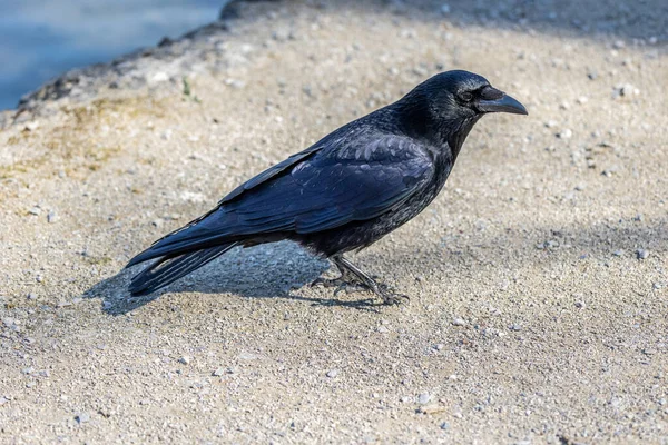 Common Raven Corvus Corax Kleinhesseloher Lake Monaco Baviera Germania — Foto Stock