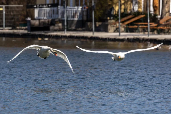 ミュート白鳥 Cygnus Color は白鳥の一種で 水鳥の家族Anatidaeのメンバーです ドイツのミュンヘンにあるイングリッシュガーデンで湖を飛んでいます — ストック写真