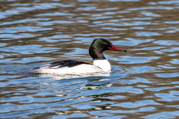 Fælles Merganser Goosander Mergus Merganser Svømning Kleinhesseloher Søen Den Engelske - Stock-foto