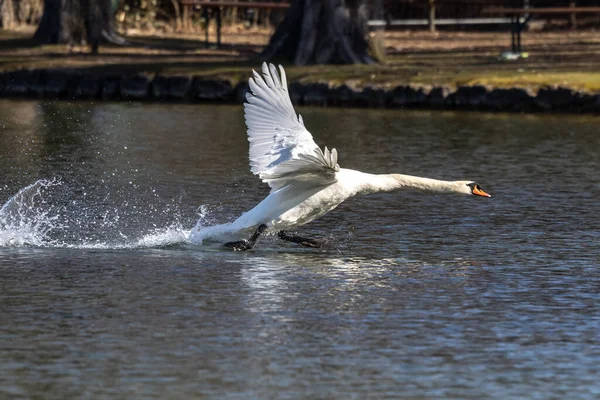 Łabędź Niemy Cygnus Olor Gatunek Łabędzia Rodziny Anatidae Latający Nad — Zdjęcie stockowe