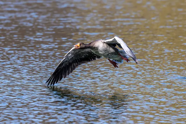 Den Grågås Anser Anser Art Stor Gås Sjöfågeln Familjen Anatidae — Stockfoto