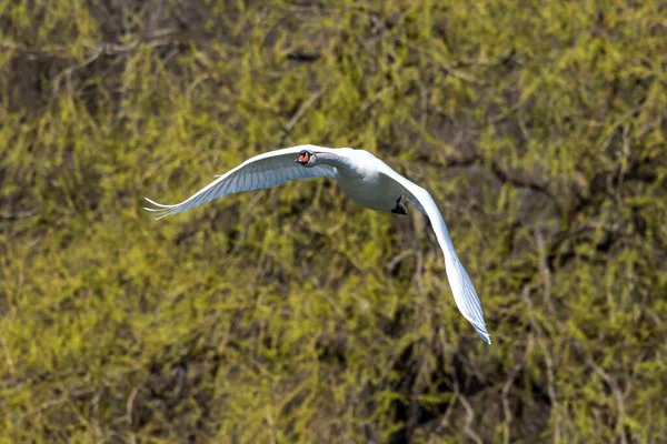 Dwergzwaan Cygnus Olor Een Zwaan Uit Familie Watervogels Anatidae Hier — Stockfoto