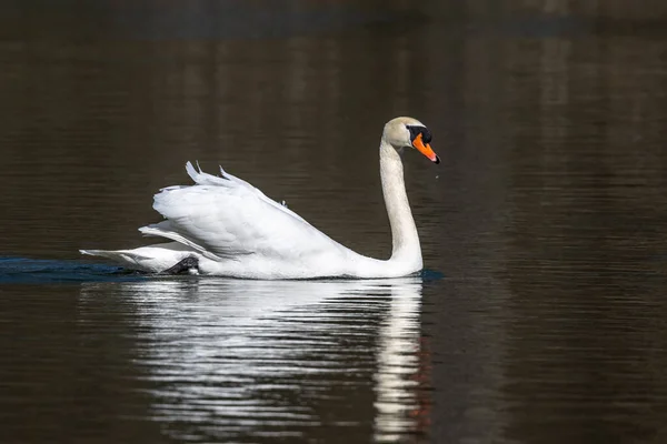 Dilsiz Kuğu Dilsiz Kuğu Anatidae Familyasından Bir Kuğu Türüdür Burada — Stok fotoğraf