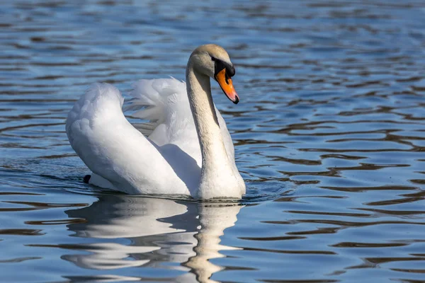 Cygnus Olor Una Especie Cisne Familia Anatidae Aquí Nadando Lago —  Fotos de Stock