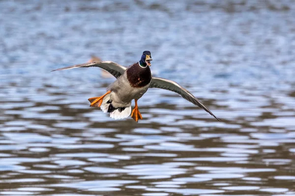 Pato Mallard Anas Platyrhynchos Pato Aqui Voando Sobre Lago Munique — Fotografia de Stock