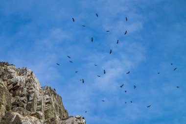 Griffon akbabaları, Gyps fulvus Monfrague Ulusal Parkı 'nda Salto del Gitano' da uçuyor. Caceres, Extremadura, İspanya.
