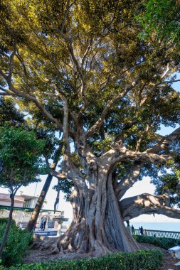 Alameda de Apodaca, bir halk parkı ve dev Ficus ağaçları ve Seville seramik fayanslarla süslenmiş bir bank ile Cadiz 'deki seçici Bölgeselcilik tarzının bir örneği. Endülüs, İspanya.