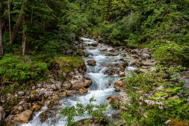 Hintersee Gölü 'ndeki Sihirli Orman Zauberwald ve Creek Ramsauer Ache. Ulusal Park Berchtesgadener Toprakları, Bavyera, Almanya.