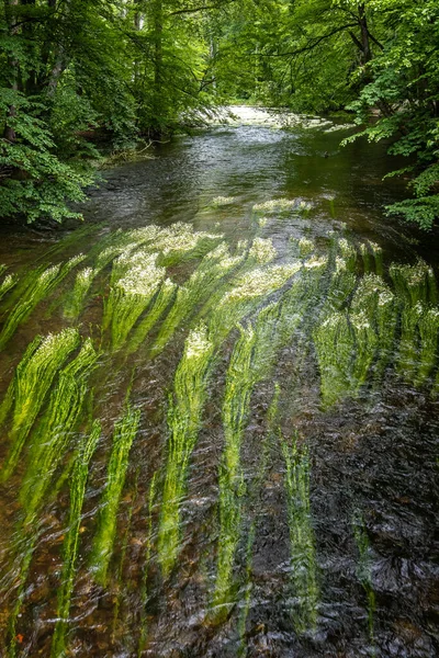 Pianta Fiore Del Coronopo Acqua Del Fiume Ranunculus Fluitans Nel — Foto Stock