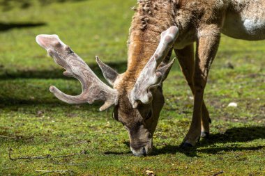 Fallow deer, Dama mezopotamya, Cervidae familyasından bir memeli türü..