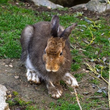 Dağ tavşanı, Lepus timidus. Yazın kahverengi saçlı beyaz tavşan olarak da bilinir.