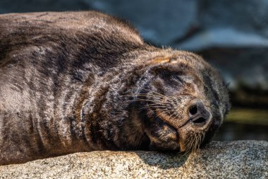 Güney Amerika deniz aslanı, Otaria flavescens, eski adıyla Otaria byronia, Güney Denizi Aslanı ve Patagonya deniz aslanı olarak da bilinir.