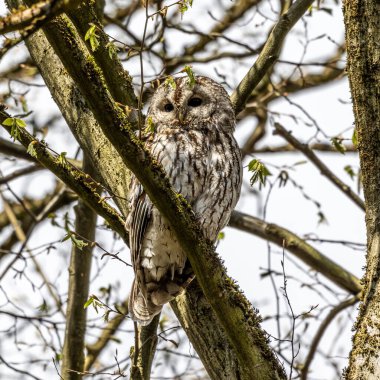 Juvenile tawny owl, Strix aluco bir dal üzerine tünemiş. Bu kahverengi baykuş, Palearctic 'in genelinde genellikle ağaçlık alanlarda bulunan tıknaz, orta büyüklükte bir baykuştur..