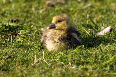 Anser anser, Anatidae familyasından bir kuş türü olan Anatidae familyasından bir kaz türü.