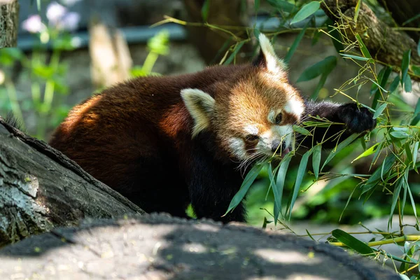 Czerwona Panda Ailurus Fulgens Nazywana Również Mniejszą Pandą Czerwonym Kocim — Zdjęcie stockowe