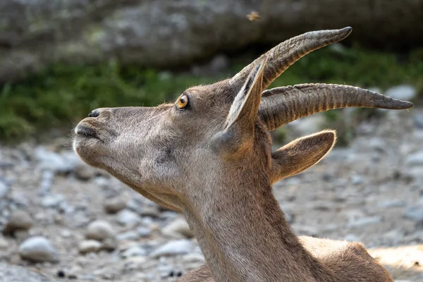 Мужской Горный Ibex Capra Ibex Сидящий Скале Немецком Парке — стоковое фото