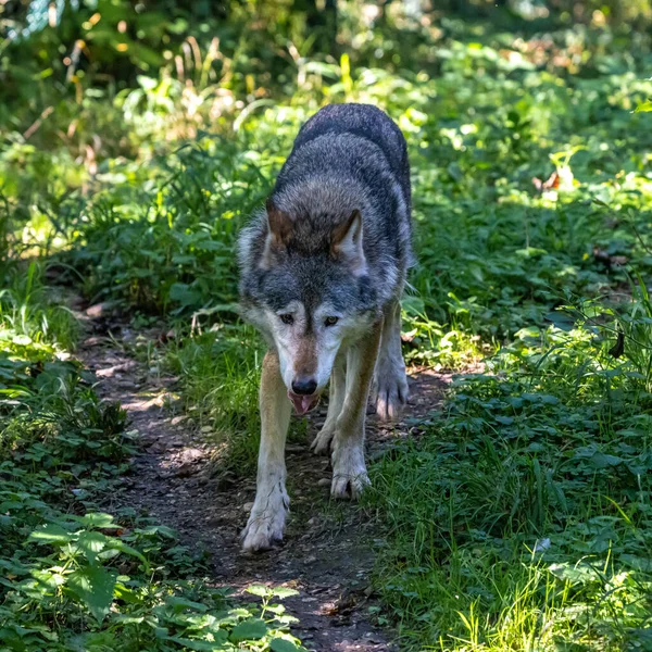 Lobo Canis Lupus Também Conhecido Como Lobo Cinzento Lobo Madeireiro — Fotografia de Stock