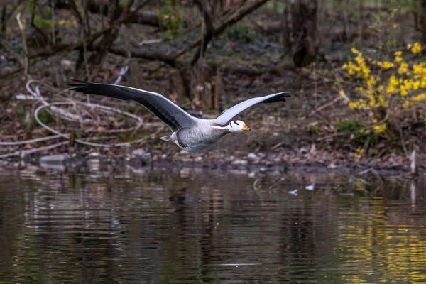 Ganso Cabeza Bar Volando Sobre Lago Munich Anser Indicus Reproduce —  Fotos de Stock