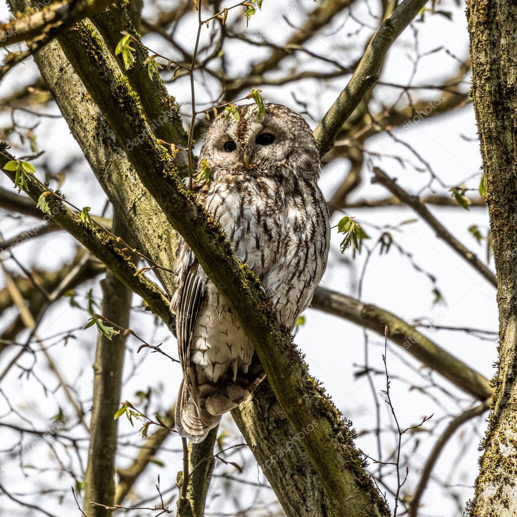 Juvenile tawny owl, Strix aluco perched on a twig. This brown owl is a stocky, medium-sized owl commonly found in woodlands across much of the Palearctic.