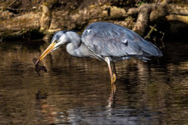 Bu gri balıkçıl hareketli suda balık tutarken, Ardea cinerea başarıyla bir balık yakaladı. Bu balıkçılgiller (Ardeidae) familyasından uzun bacaklı yırtıcı bir kuş.