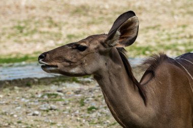 Taurotragus antilobu olarak da bilinen antilop, Doğu ve Güney Afrika 'da bulunan bir bozkır ve antiloptur..