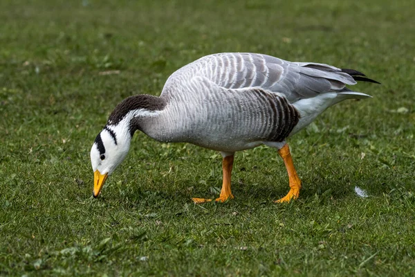 Bar Headed Goose Anser Indicus Goose Breeds Central Asia Colonies — Stock Photo, Image