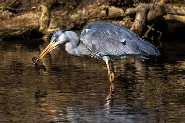 While fishing in the moving water this grey heron, Ardea cinerea successfully caught a fish. This is a long-legged predatory wading bird of the heron family, Ardeidae