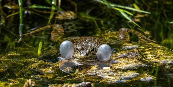 Common Frog Rana Temporaria Single Reptile Croaking Water Also Known — Stock Photo, Image
