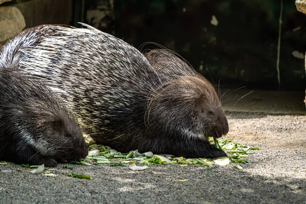 Dikobraz Indický Hystrix Indica Nebo Indický Dikobraz Velký Druh Hystricomorfního — Stock fotografie