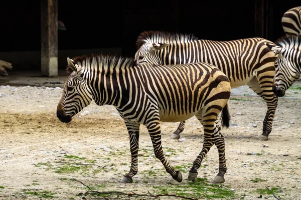 Zebra Górska Hartmanna Equus Zebra Hartmannae Jest Podgatunkiem Górskiej Zebry — Zdjęcie stockowe