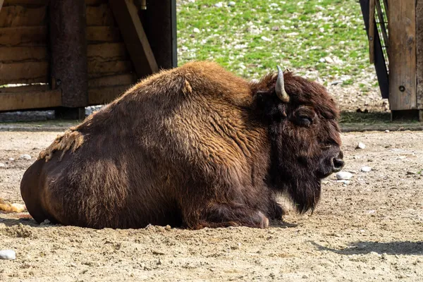 Bisonte Americano Simplemente Bisonte También Conocido Comúnmente Como Búfalo Americano — Foto de Stock