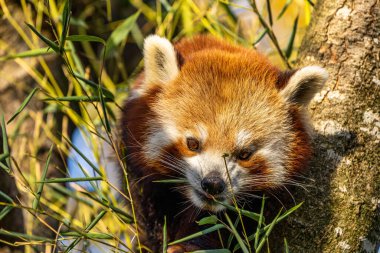 Kırmızı panda, Ailurus fulgens, daha küçük panda ve kırmızı kedi ayı olarak da bilinir..