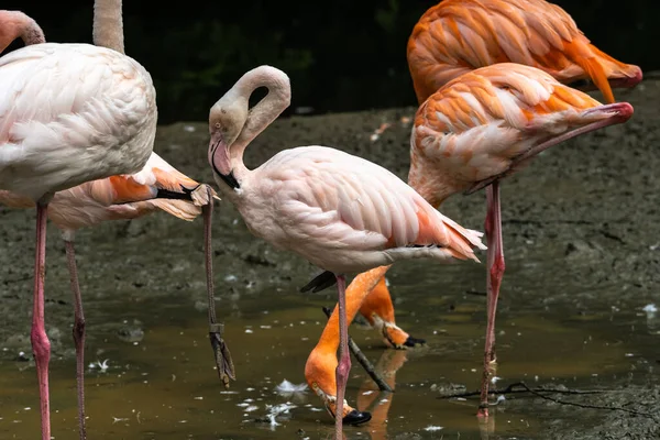 Flamant Rose Américain Phoenicopterus Ruber Est Une Grande Espèce Flamant — Photo