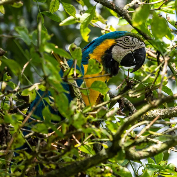 Ara Ararauna Nota Anche Come Ara Ararauna Blu Dorata Grande — Foto Stock