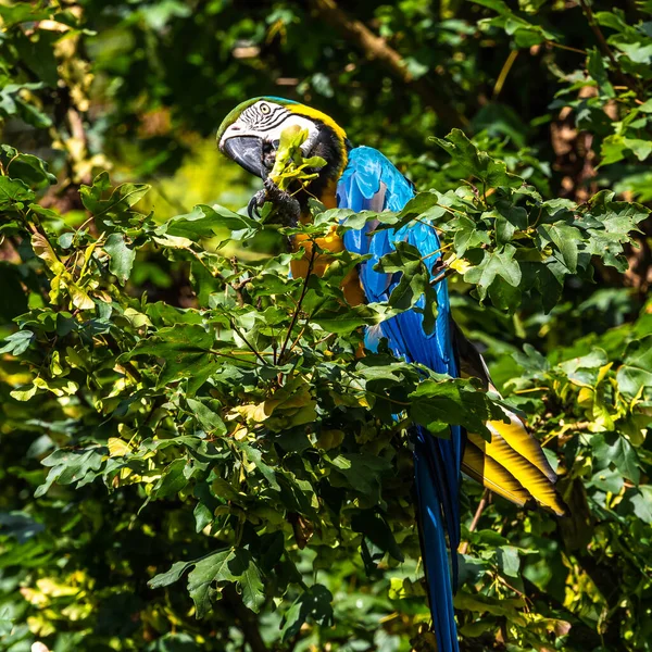 Arara Azul Amarela Ara Ararauna Também Conhecida Como Arara Azul — Fotografia de Stock